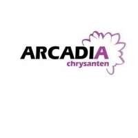 Arcadia chrysanten