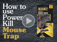 Deadfast pest control