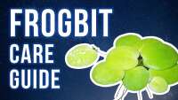 Frogbite