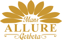 Mans allure gerbera