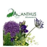Acanthus Bloememotie