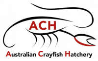 Australian crayfish hatchery
