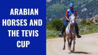 S'shaada endurance arabians