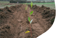 Gondwana genomics