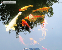 Windsor fish hatchery