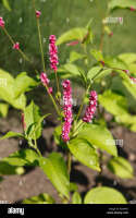 Polygonium