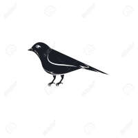 Canari noir