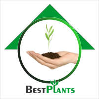 BEST PLANTS