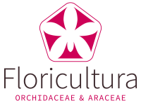 Floricultura b.v.