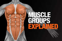 The muscle group