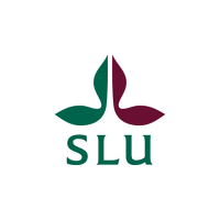 Estrategias website slu