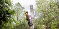 Strom Tree Service
