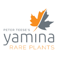 Yamina rare plants