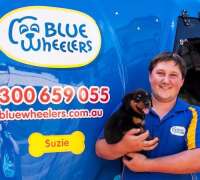 Blue wheelers wash, clip & groom