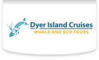 Dyer island cruises