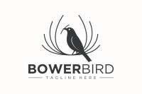 The silk bowerbird