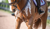 Dimples Horse Treats