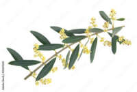 Flor del olivo s. l. u.
