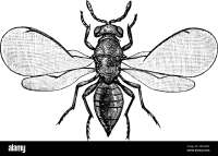 Chalcid
