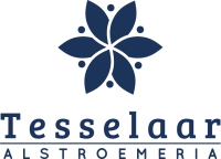 Tesselaar alstroemeria