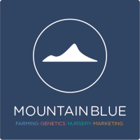 Mountain blue orchards pty. ltd.