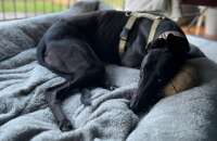 Gumtree greys