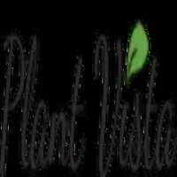 Plant Vista-Online Plant Store in Dubai UAE