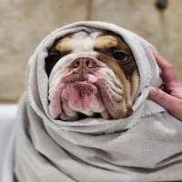 Pawsh Pet Salon & Spa