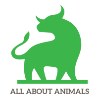 Linguistic animals