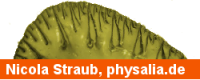 Nicola straub, physalia.de