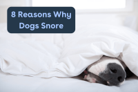 Snoring Dog Limited