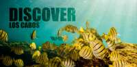 Discover cabos
