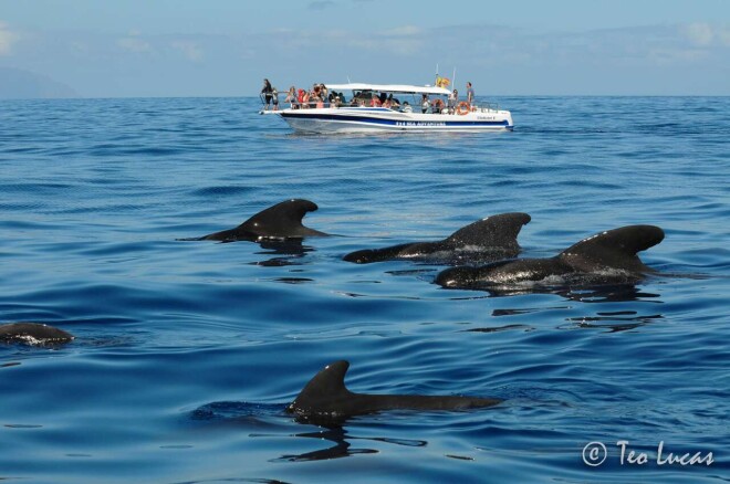 Review Whale Watching Tenerife image 358230