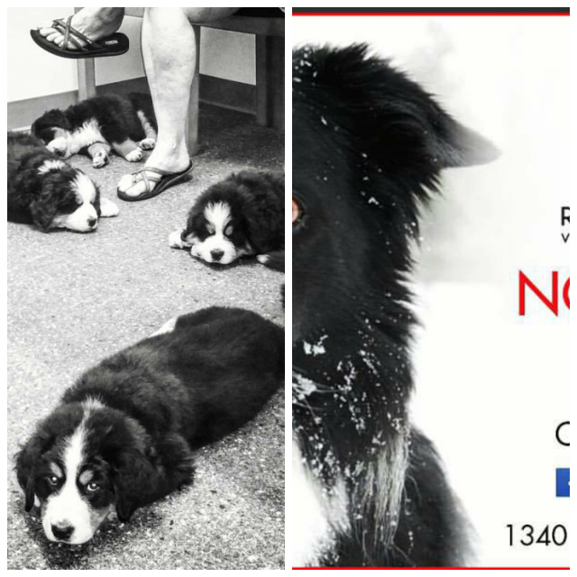 Review Red butte veterinary care image 343885