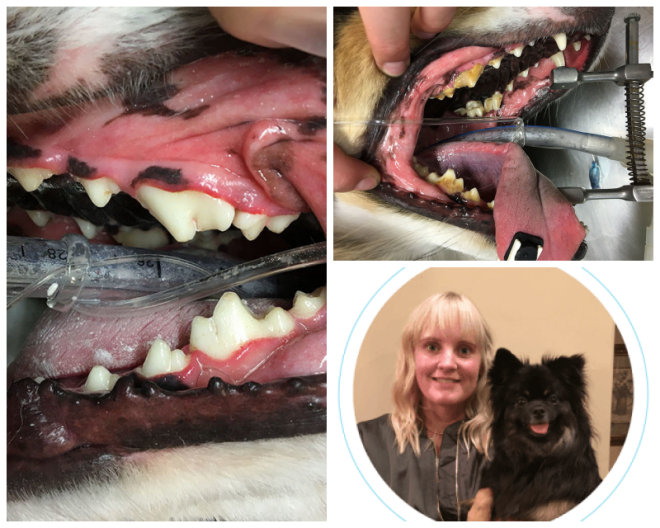 Review Red butte veterinary care image 343886