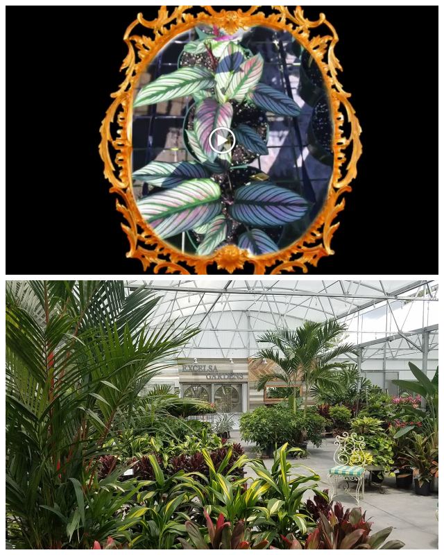 Review Excelsa gardens nursery image 282114