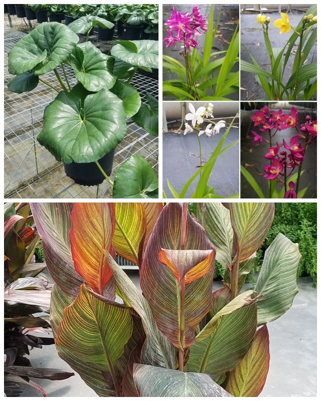 Review Excelsa gardens nursery image 282115