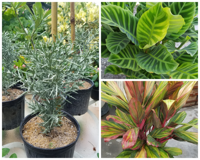 Review Excelsa gardens nursery image 282116