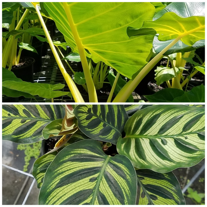 Review Excelsa gardens nursery image 282117