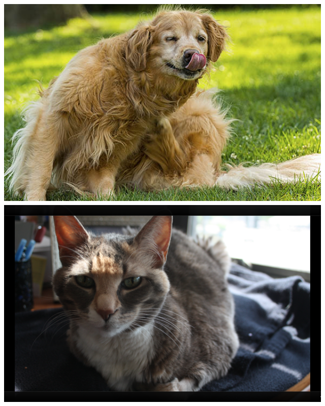 Review Sacajawea Healthcare for Pets image 154347