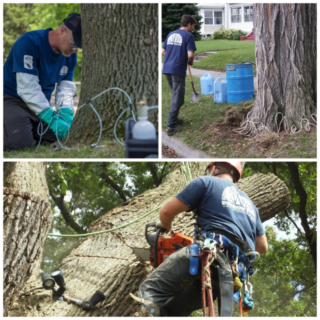 Review Rainbow Treecare image 137348