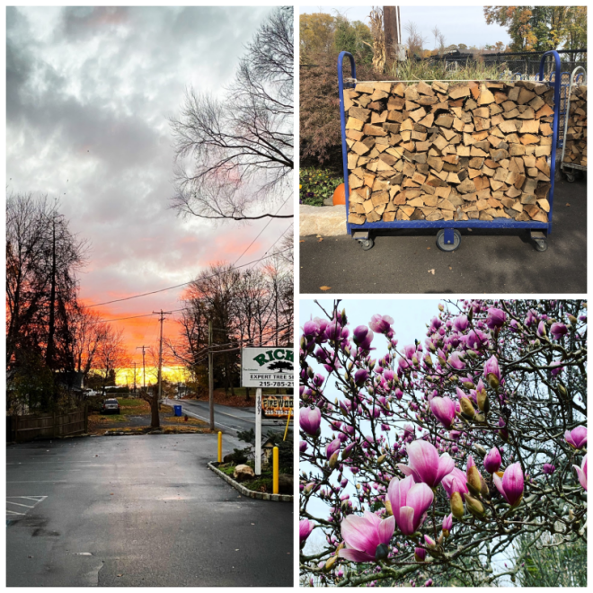 Review Rick's expert tree service, inc. image 345801