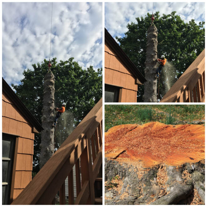 Review Rick's expert tree service, inc. image 345802