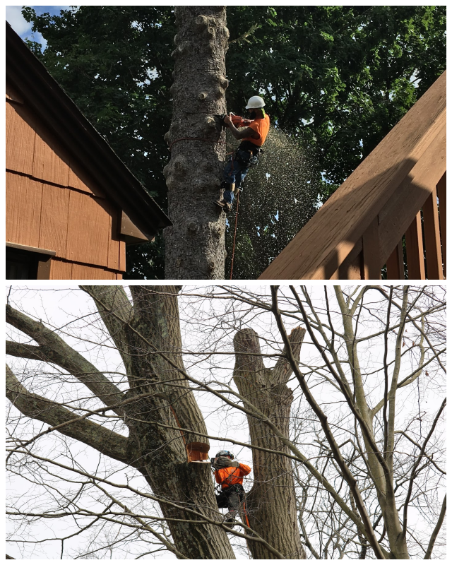 Review Rick's expert tree service, inc. image 345803
