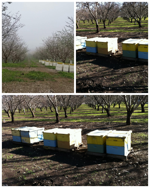 Review California Almond Pollination Services image 33646