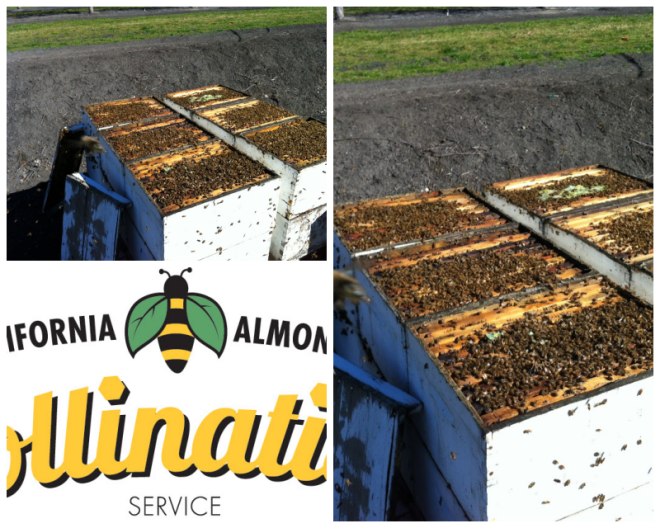 Review California Almond Pollination Services image 33647
