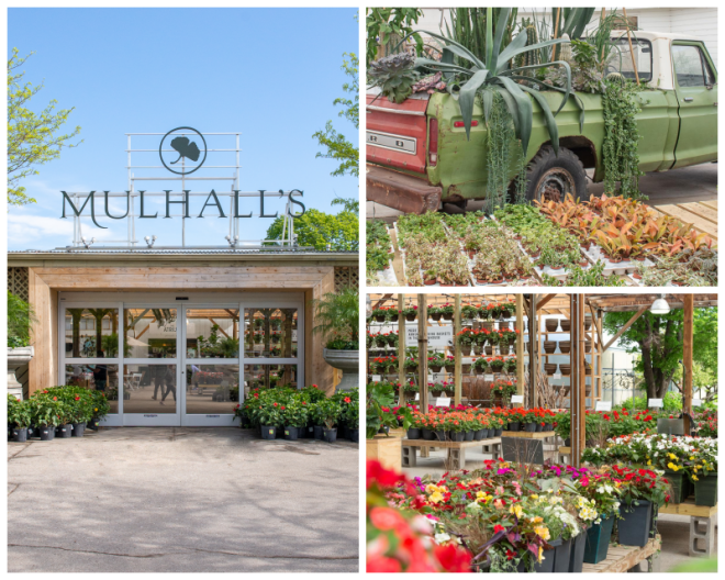 Review Mulhall's image 258014