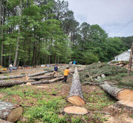 Review Arbor Solutions Tree Service image 356681