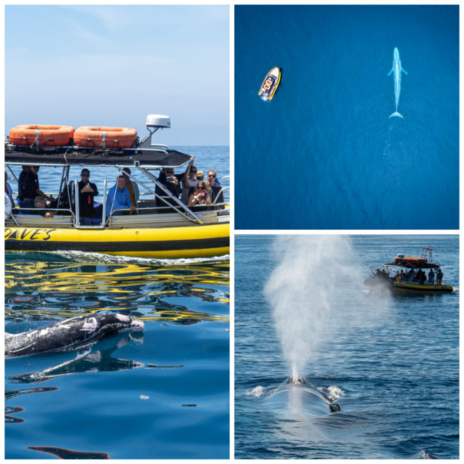 Review Captain dave's dolphin and whale watching safari image 275419