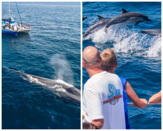 Review Captain dave's dolphin and whale watching safari image 275420